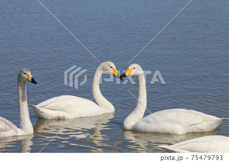 千葉県印西市本埜の白鳥の郷　ハクチョウのハート 75479793