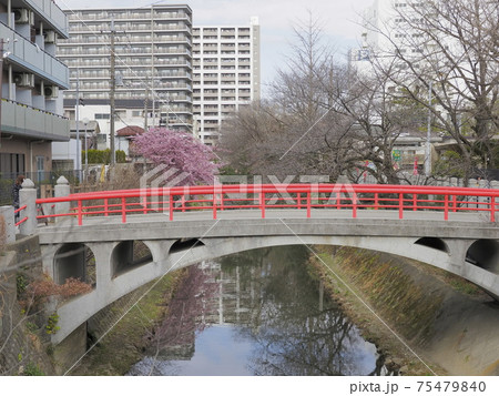松戸神社　千葉県松戸市 75479840