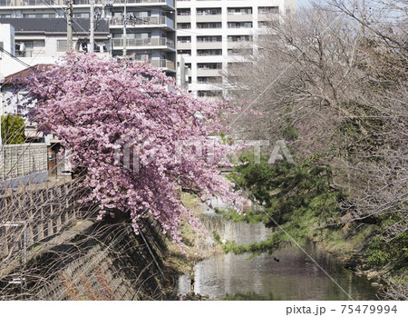坂川の河津桜 千葉県松戸市 坂川の河津桜 千葉県松戸市 75479994