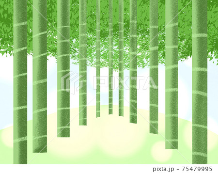 竹林背景 竹林背景 75479995