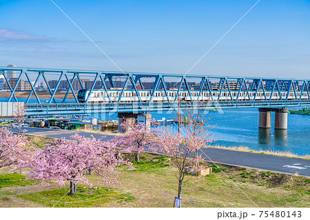 日本の春 江戸川妙典スーパー堤防自由広場の河津桜の写真素材