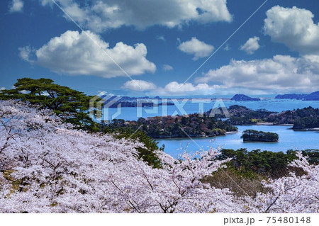 松島　日本三景　西行戻しの松公園 75480148