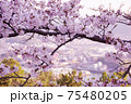 桜から覗く尾道の街 75480205