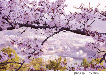 桜から覗く尾道の街 75480205
