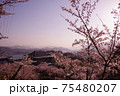 千光寺山から見る桜と瀬戸内海 75480207