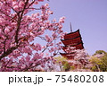 厳島神社の五重塔と桜 75480208