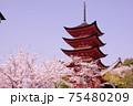 春の厳島神社の五重塔と桜 75480209