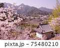 春の桜と厳島神社 75480210