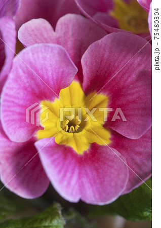 Common primrose flowers, close up shot Common primrose flowers, close up shot 75480304