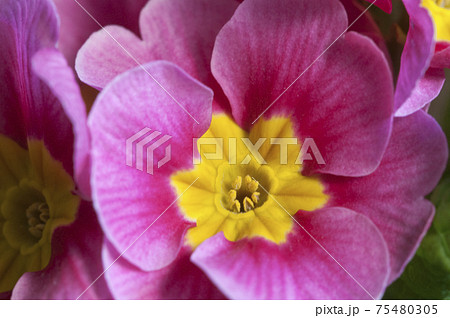 Common primrose flowers, close up shot Common primrose flowers, close up shot 75480305