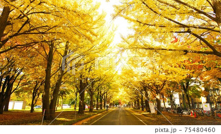 北大のイチョウ並木 北大のイチョウ並木 75480460