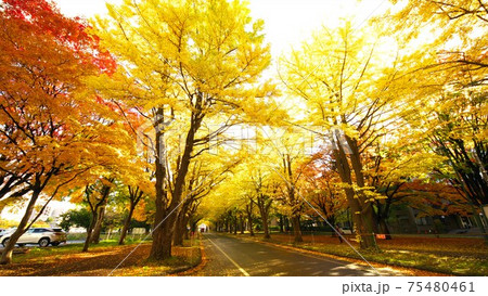 北大のイチョウ並木 北大のイチョウ並木 75480461