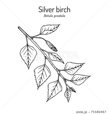 Silver birch betula pendula branch with green leaves 75480467