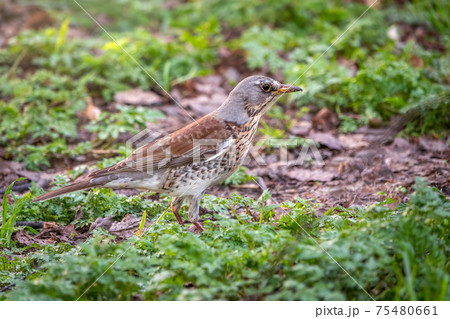 Wood bird Fieldfare, Turdus pilaris, on a sprng lawn. Wood bird Fieldfare, Turdus pilaris, on a sprng lawn. 75480661