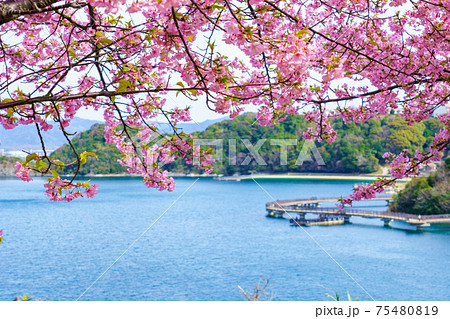 山口県下松市笠戸島の河津桜 75480819