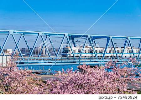 日本の春 江戸川妙典スーパー堤防自由広場の河津桜の写真素材
