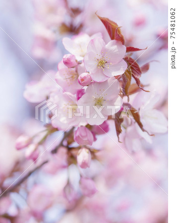 春の暖かい日差しのなか満開に咲いている桜の花の写真素材