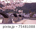 夕方の錦帯橋と桜 75481088