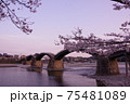 夕日に染まる春の錦帯橋と桜 75481089