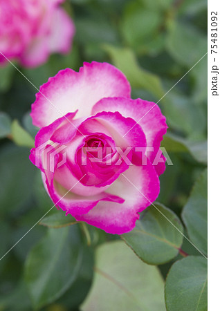 薔薇園にピンク色と白色の薔薇の花が咲いています。このバラの名前はボーダーローズです。 75481092