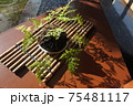 日の光に照らされる植栽 75481117