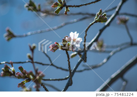 春の花、日本の花、桜 春の花、日本の花、桜 75481224