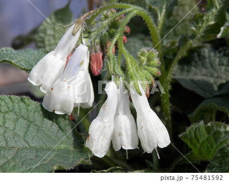 ドワーフコンフリー 75481592