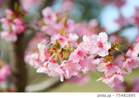 カワヅザクラの花 カワヅザクラの花 75481895