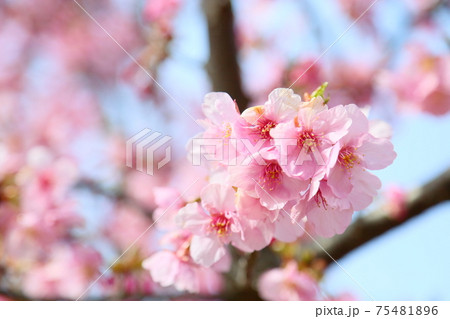 カワヅザクラの花 カワヅザクラの花 75481896