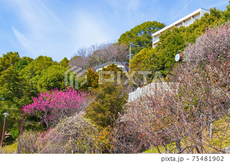 岡本梅林公園　神戸市東灘区岡本にて 75481902