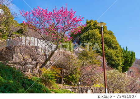 岡本梅林公園　神戸市東灘区岡本にて 75481907