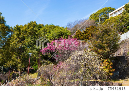 岡本梅林公園　神戸市東灘区岡本にて 75481913