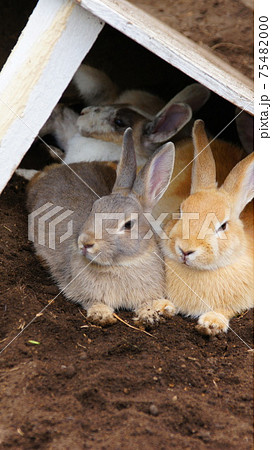 うさぎ 75482000