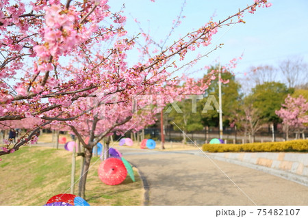 カワヅザクラの花 75482107