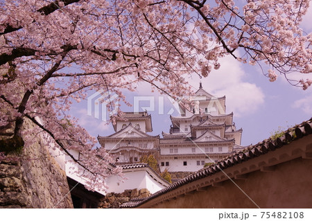 桜の向こうに姫路城 75482108