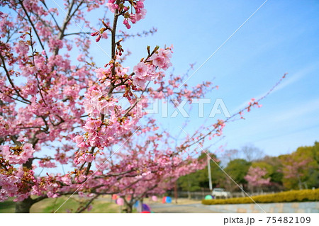 カワヅザクラの花 75482109