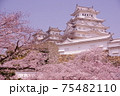 桜満開の姫路城 75482110