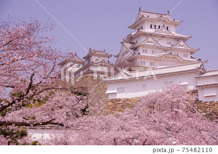 桜満開の姫路城 75482110