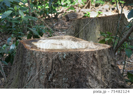 大木の切り株 75482124