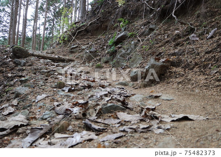 日向渓谷から大山に向かう登山道(九十九曲ハイキングコース)  75482373