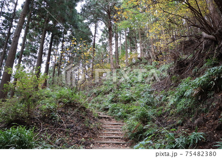 日向渓谷から大山に向かう登山道(九十九曲ハイキングコース) 日向渓谷から大山に向かう登山道(九十九曲ハイキングコース) 75482380