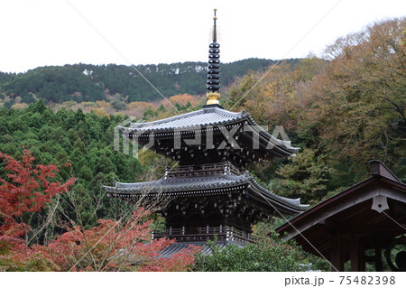 紅葉する浄発願寺にある三重塔 紅葉する浄発願寺にある三重塔 75482398