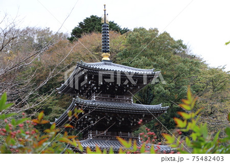紅葉する浄発願寺にある三重塔 75482403