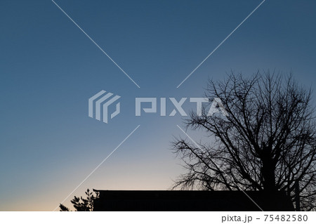 影絵のような夕暮れ時のブルーアワーの空と樹木のシルエット 75482580