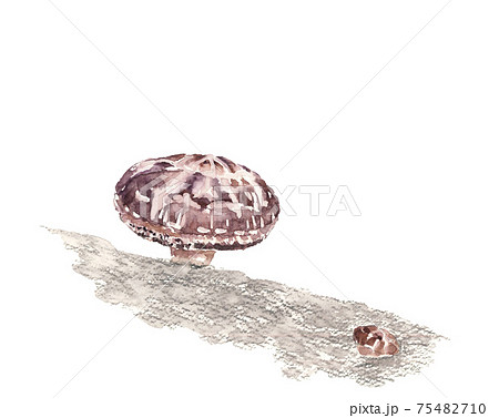 【水彩イラスト】シイタケ原木栽培  椎茸 素材 白背景 コピースペースあり 75482710