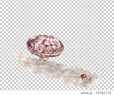 【水彩イラスト】シイタケ原木栽培  椎茸 素材 白背景 コピースペースあり 75482710