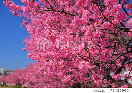 埼玉県比企郡滑川町つきのわ中丸公園　横浜緋桜並木 75482949