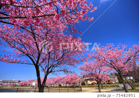 埼玉県比企郡滑川町つきのわ中丸公園 横浜緋桜並木 埼玉県比企郡滑川町つきのわ中丸公園 横浜緋桜並木 75482951