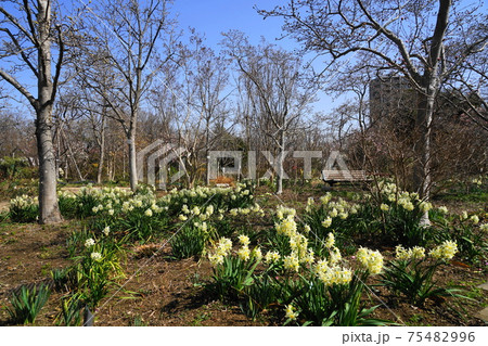 3月 調布919京王フローラルガーデンアンジェ 3月 調布919京王フローラルガーデンアンジェ 75482996