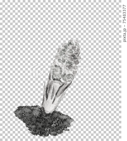 水墨画風水彩 ツクシ 土筆 モノトーン 白バック Png 春 コピースペースあり 素材のイラスト素材
